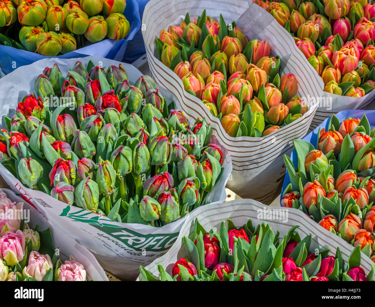 Flowers, Amsterdam Netherlands Stock Photo