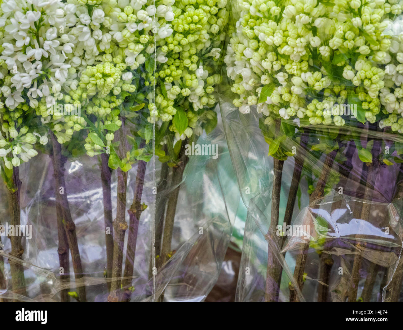 Flowers, Amsterdam Netherlands Stock Photo
