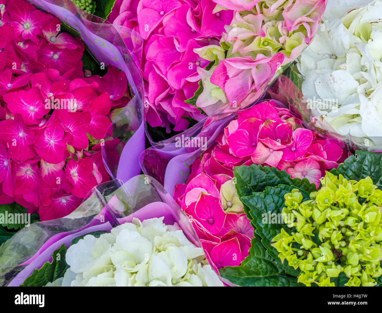 Flowers, Amsterdam Netherlands Stock Photo Alamy