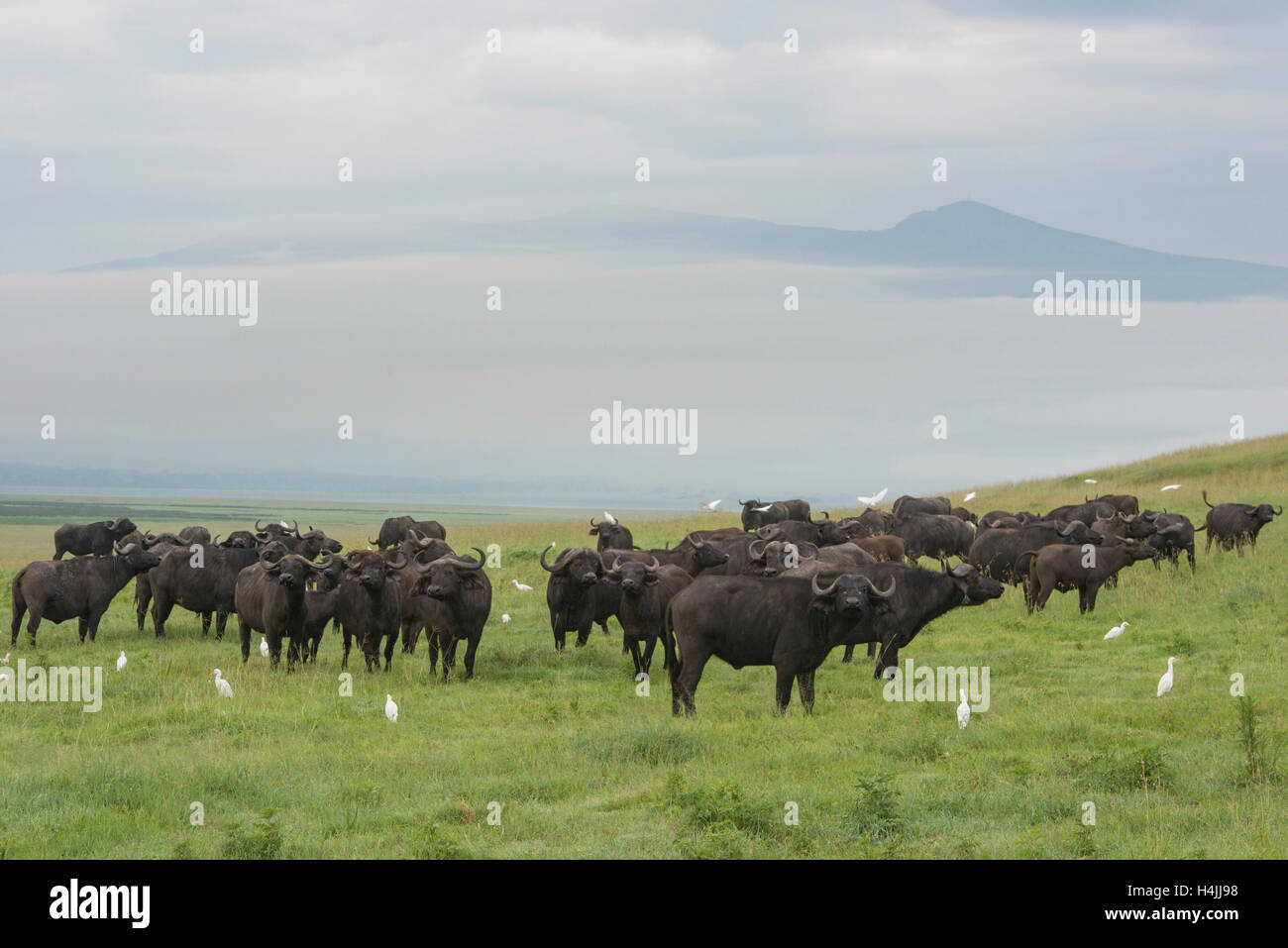 Herd of Buffalo (Syncerus caffer caffer), Ngorongoro Crater, Tanzania Stock Photo