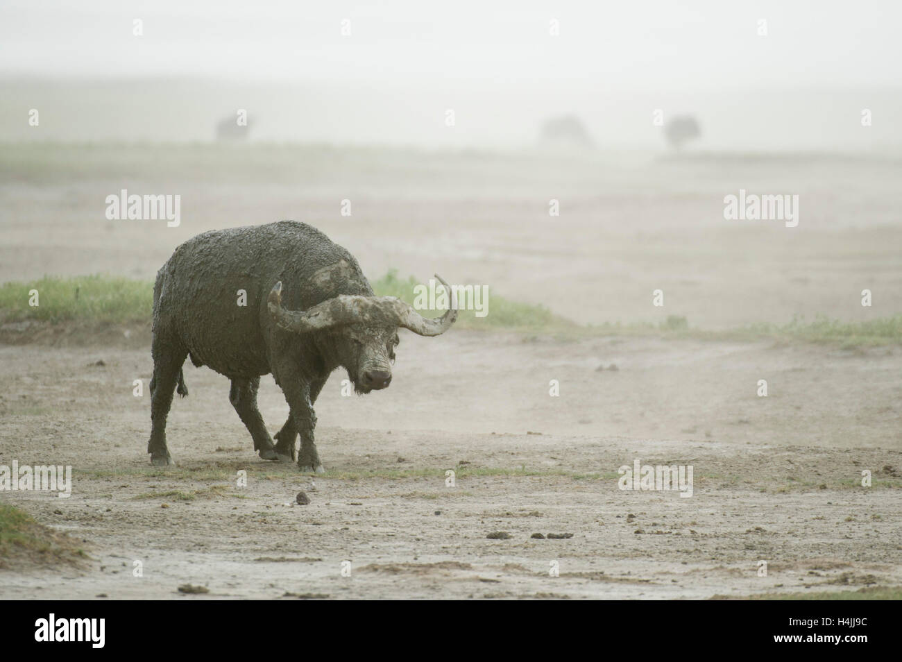 Buffalo bull (Syncerus caffer caffer) in a dust storm, Ngorongoro Crater, Tanzania Stock Photo