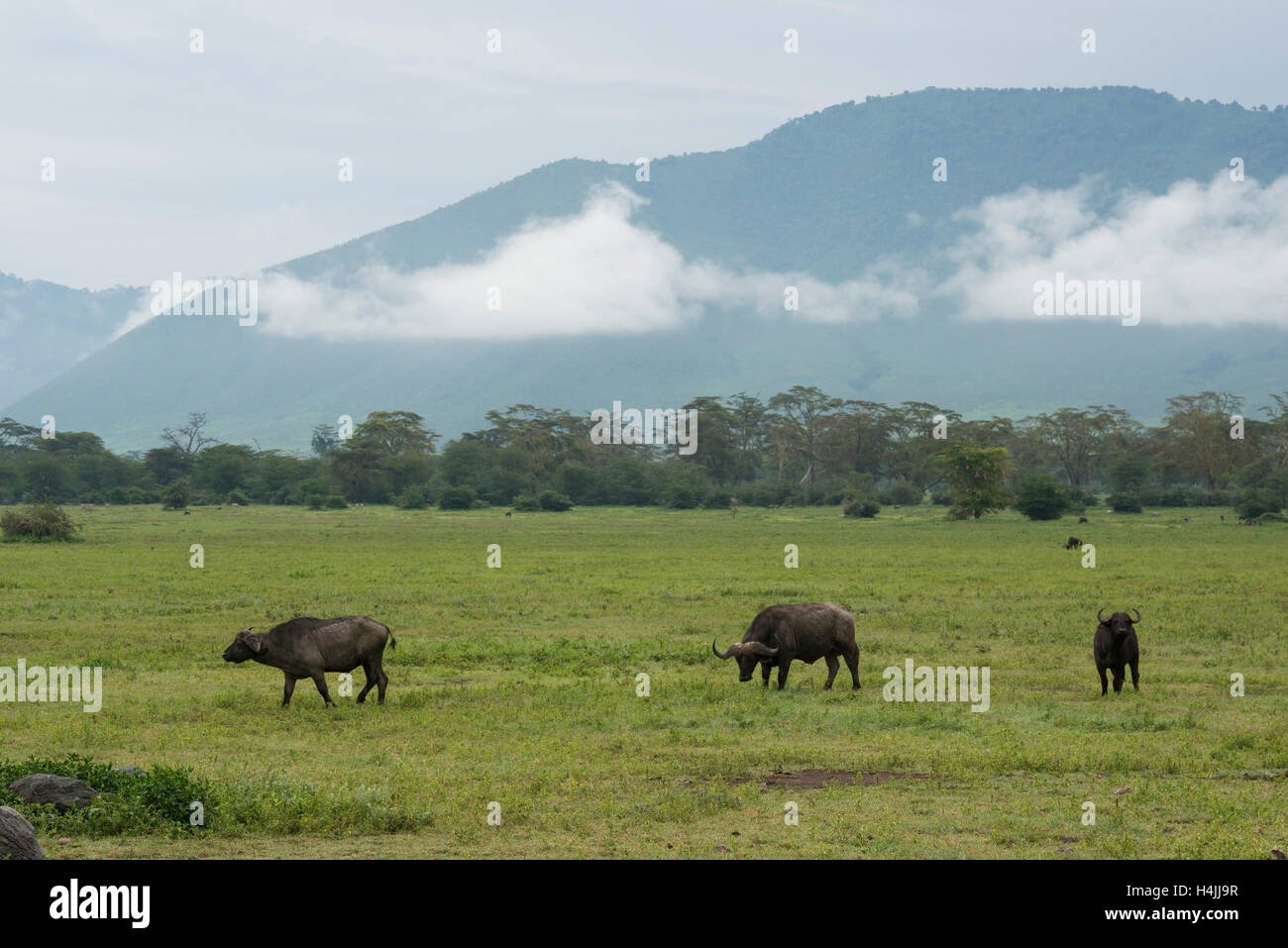 Buffalo (Syncerus caffer caffer), Ngorongoro Crater, Tanzania Stock Photo