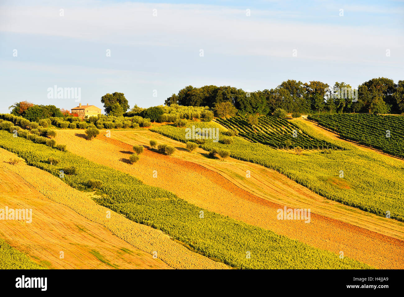 Sunflower fields and vineyards, Sant&#39;Amico, Morro D&#39;Alba, Marche, Italy Stock Photo