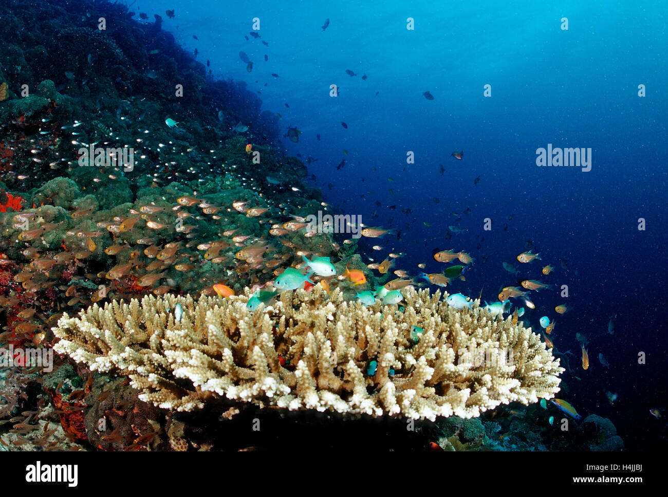 Green Chromis (Chromis viridis) on the coral reef, Maldives, Indian Ocean Stock Photo