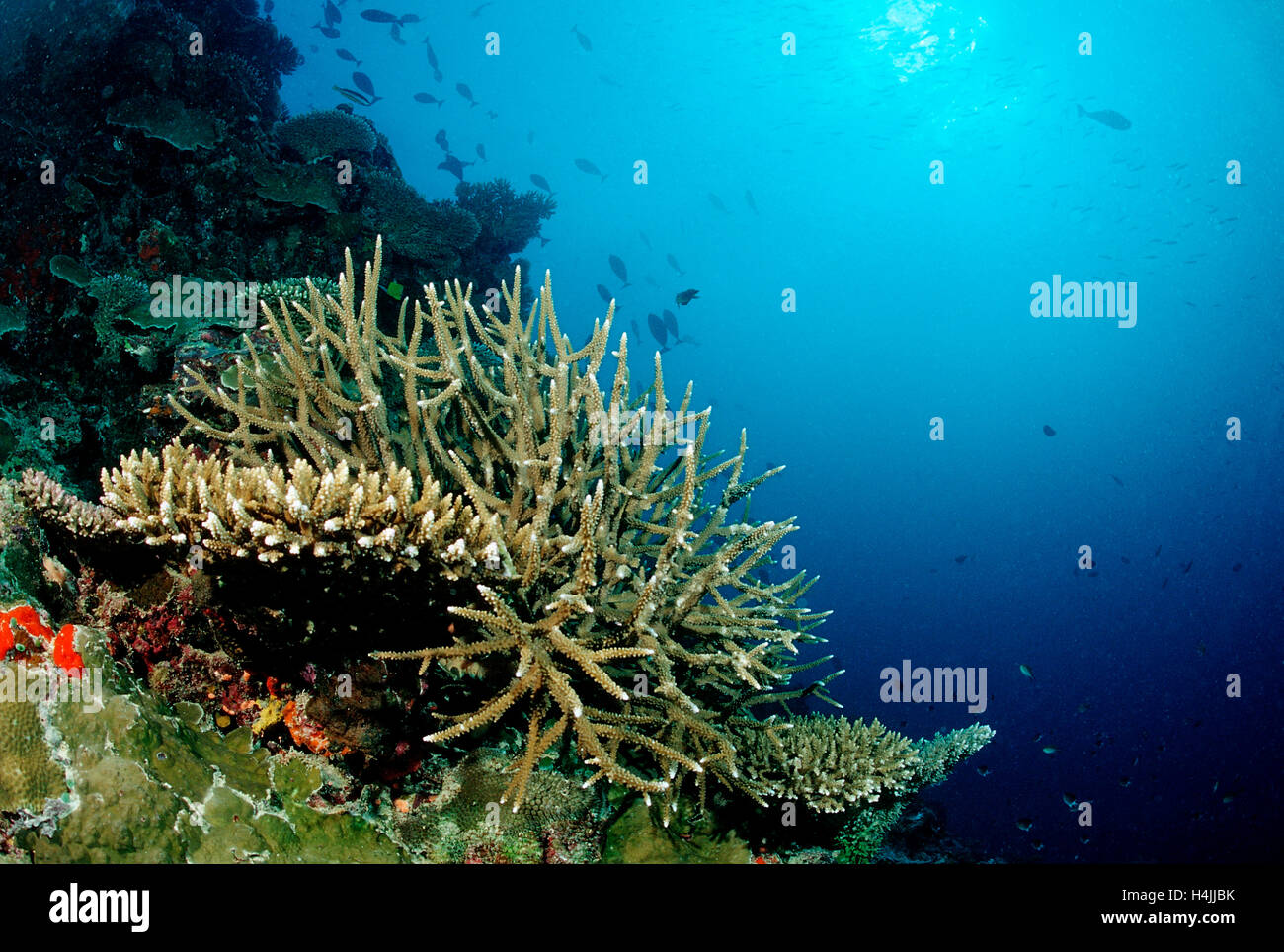 Reef with Elkhorn Corals and Table Corals (Acropora), Maldives, Indian ...