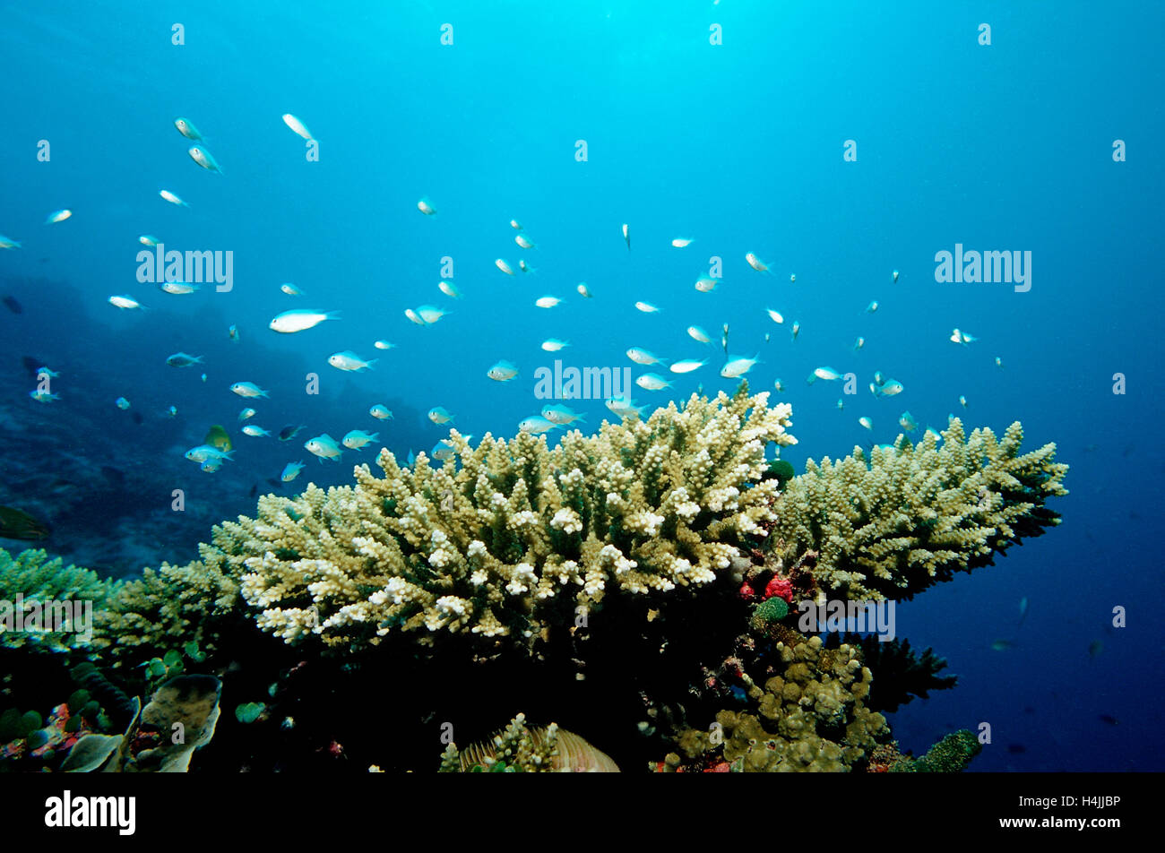 Green Chromis (Chromis viridis) on the coral reef, Indian Ocean, Maldives Stock Photo