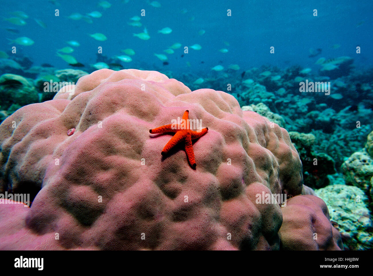 Red-knobbed star (Fromia elegans) on Pore Coral, Indian Ocean, Maldives Stock Photo