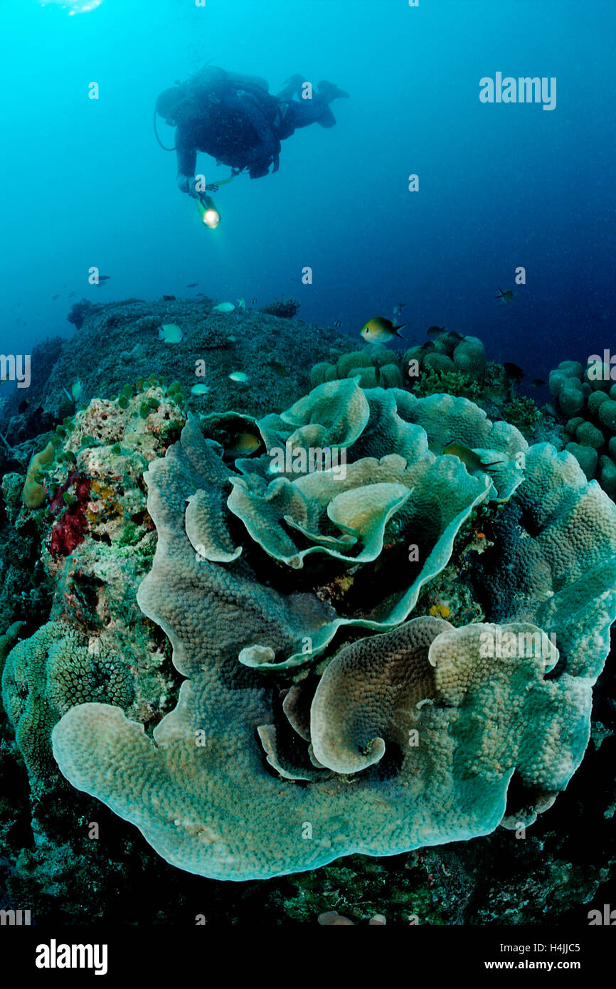 Lettuce coral (Turbinaria mesenterina) and diver, Indian Ocean, Maldives Stock Photo