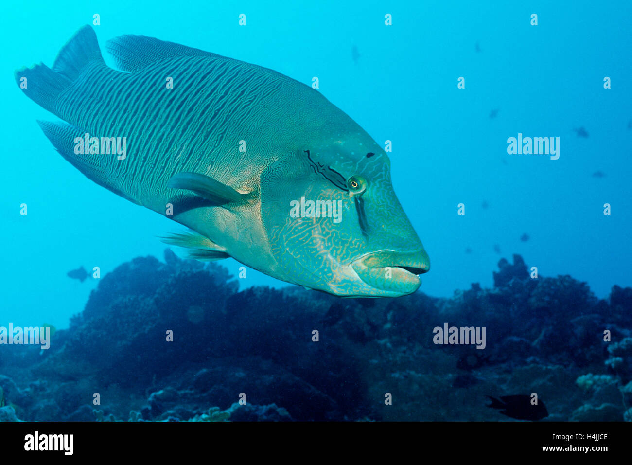 Napoleonfish or Humpback Wrasse (Cheilinus undulatus), Blue Corner, Palau, Micronesia Stock Photo