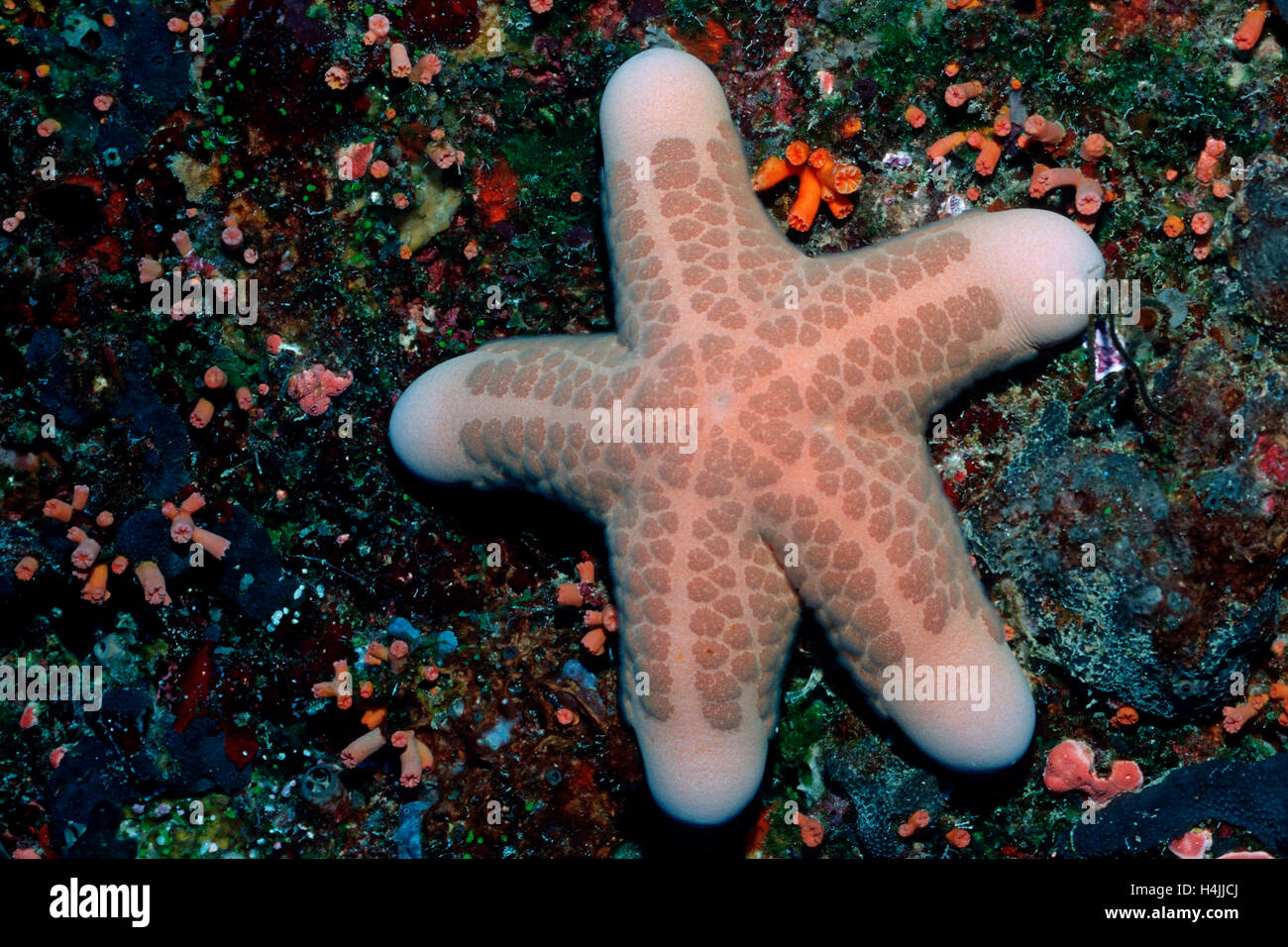 Granulated sea star (Choriaster granulatus), Palau, Micronesia, Pacific Stock Photo