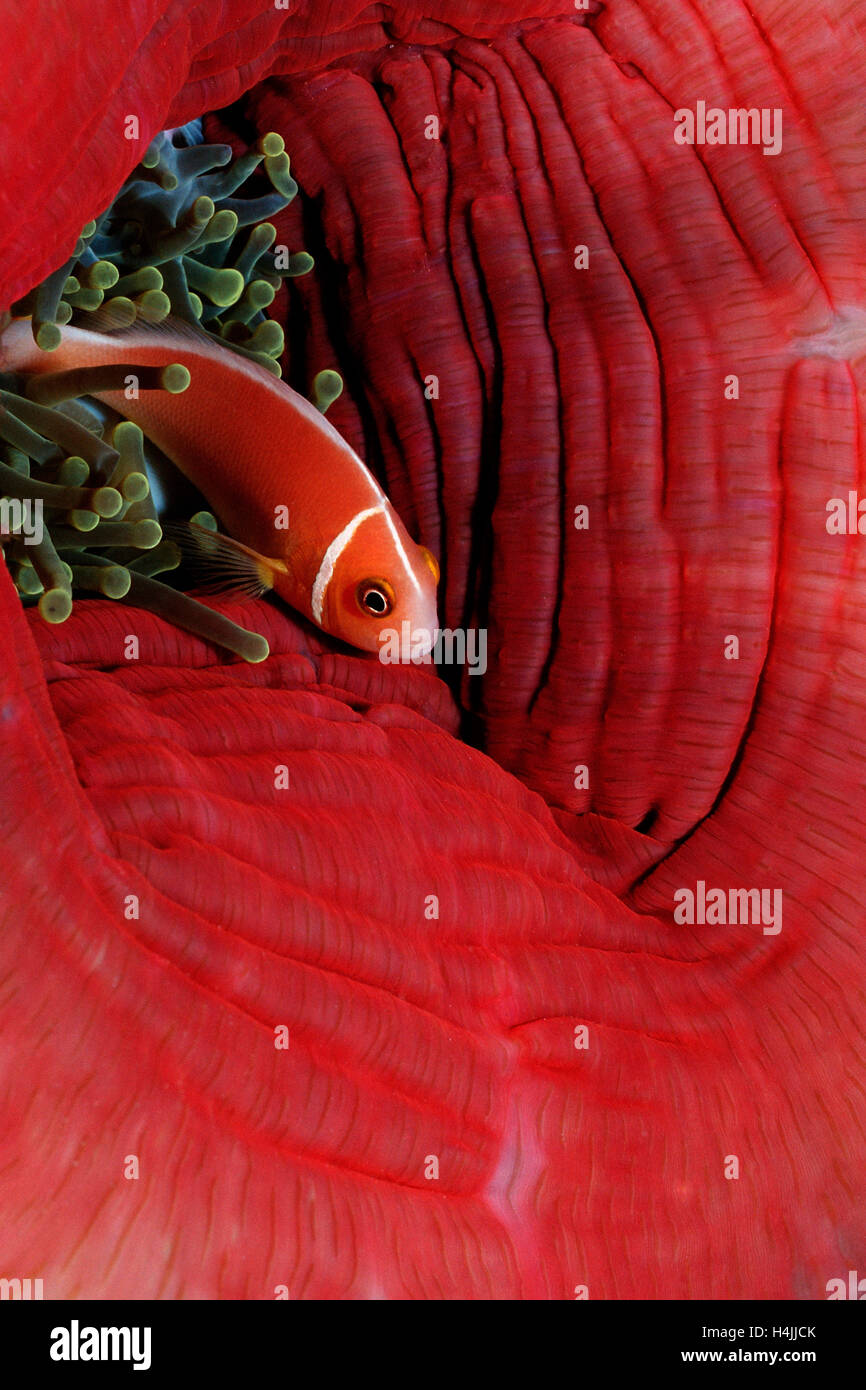 Orange-fin anemonefish or orange-fin clownfish (Amphiprion chrysopterus), Palau, Micronesia, Pacific Stock Photo