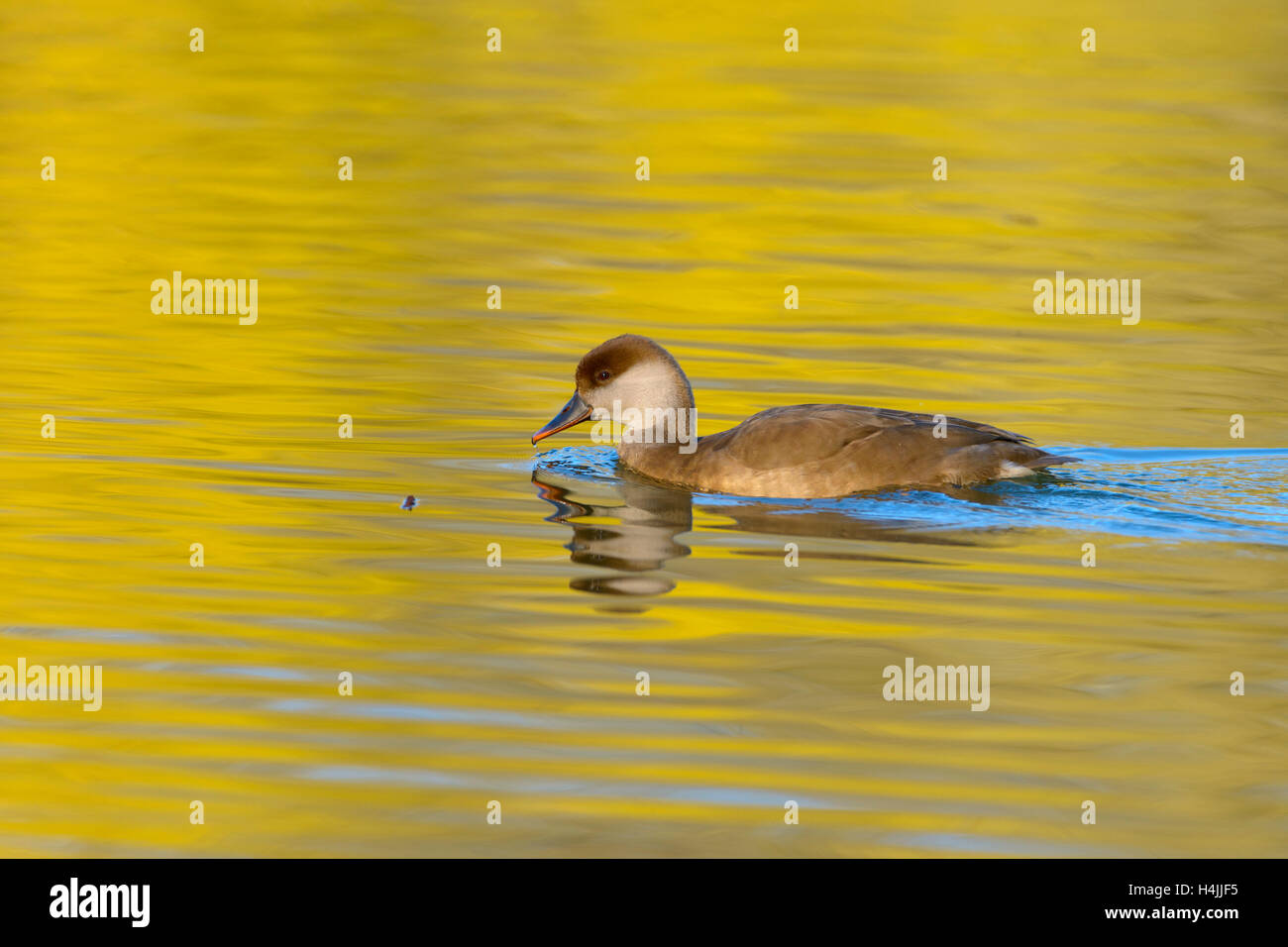 Feral domestic duck, duck (Anatidae) in water, golden light, evening light, Bavaria, Germany Stock Photo