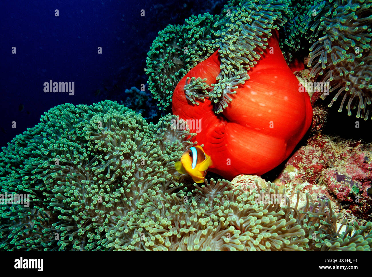 Clark's anemonefish (Amphiprion clarkii) in anemone, Red Sea, Sudan Stock Photo