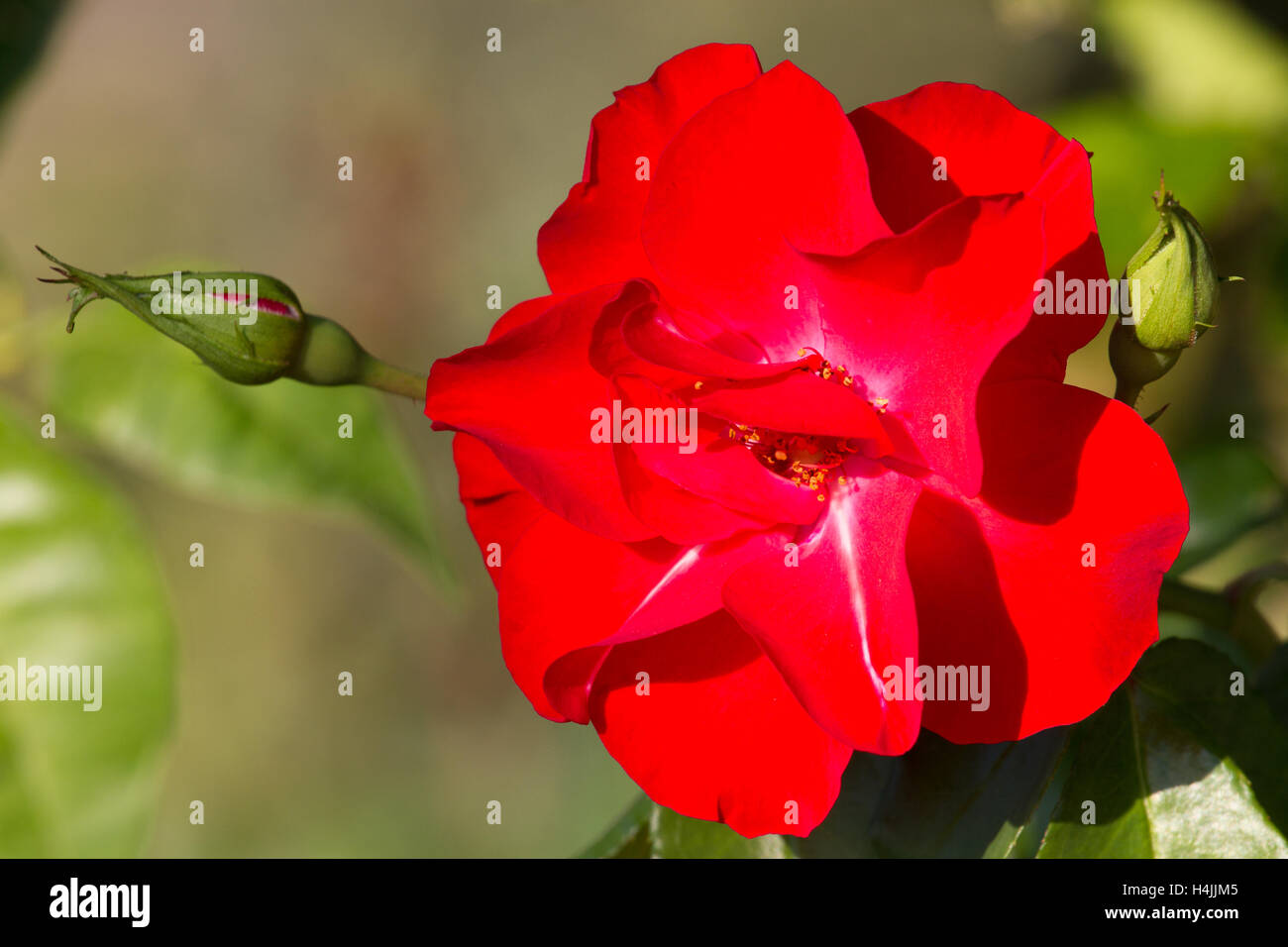 One red rose bud in the garden. Summer love  flower Stock Photo