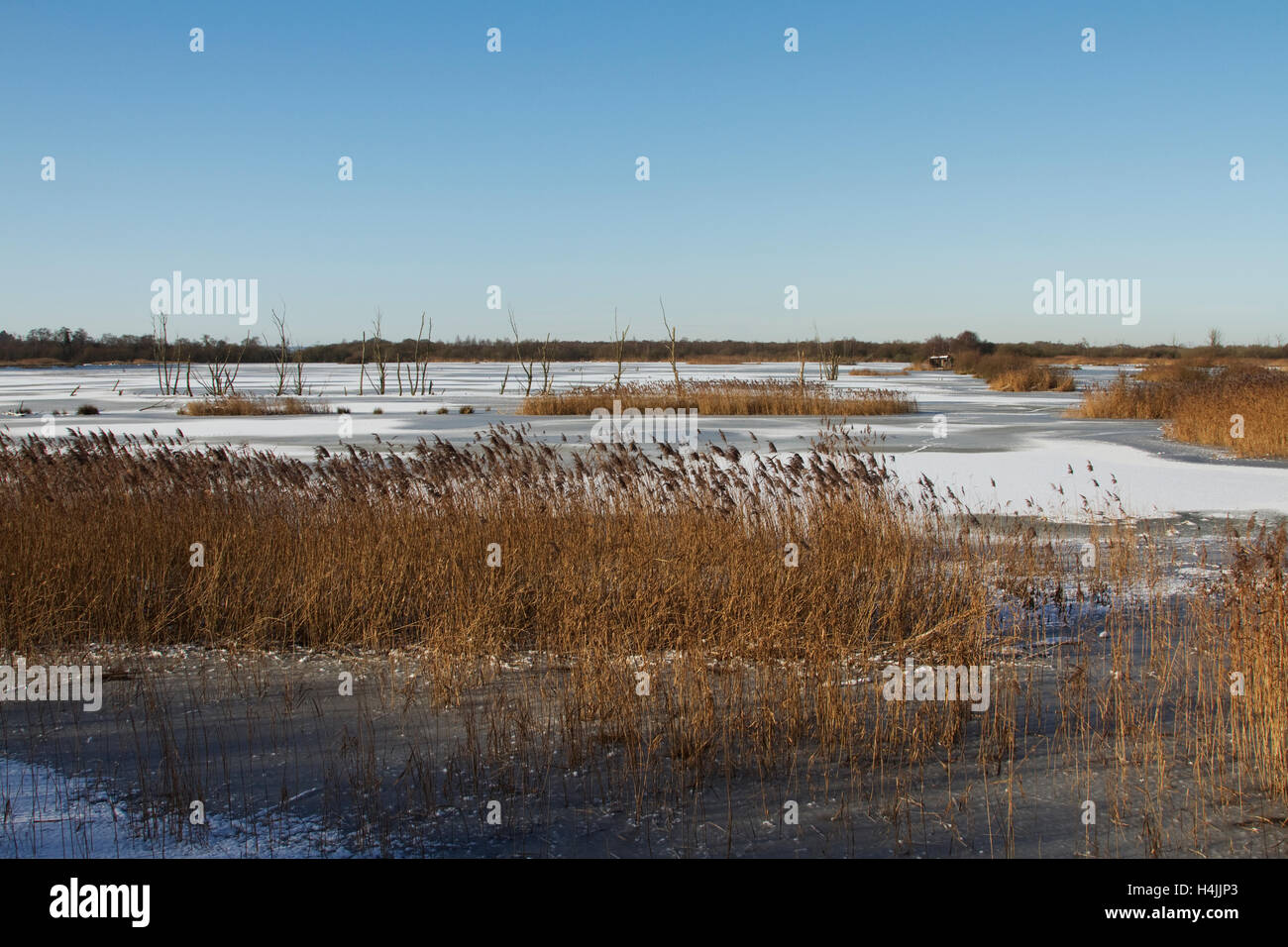 Noah's Lake, winter, Shapwick Heath, Somerset, England, United Kingdom, Europe Stock Photo