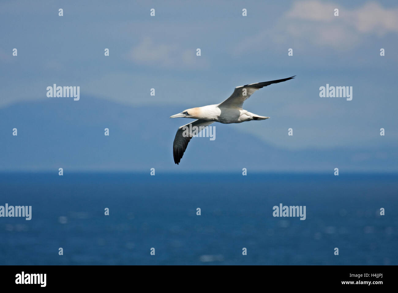 Gannet at Neist Point on the Isle of Skye against the backdrop of the Outer Hebrides, Scotland, United Kingdom, Europe Stock Photo