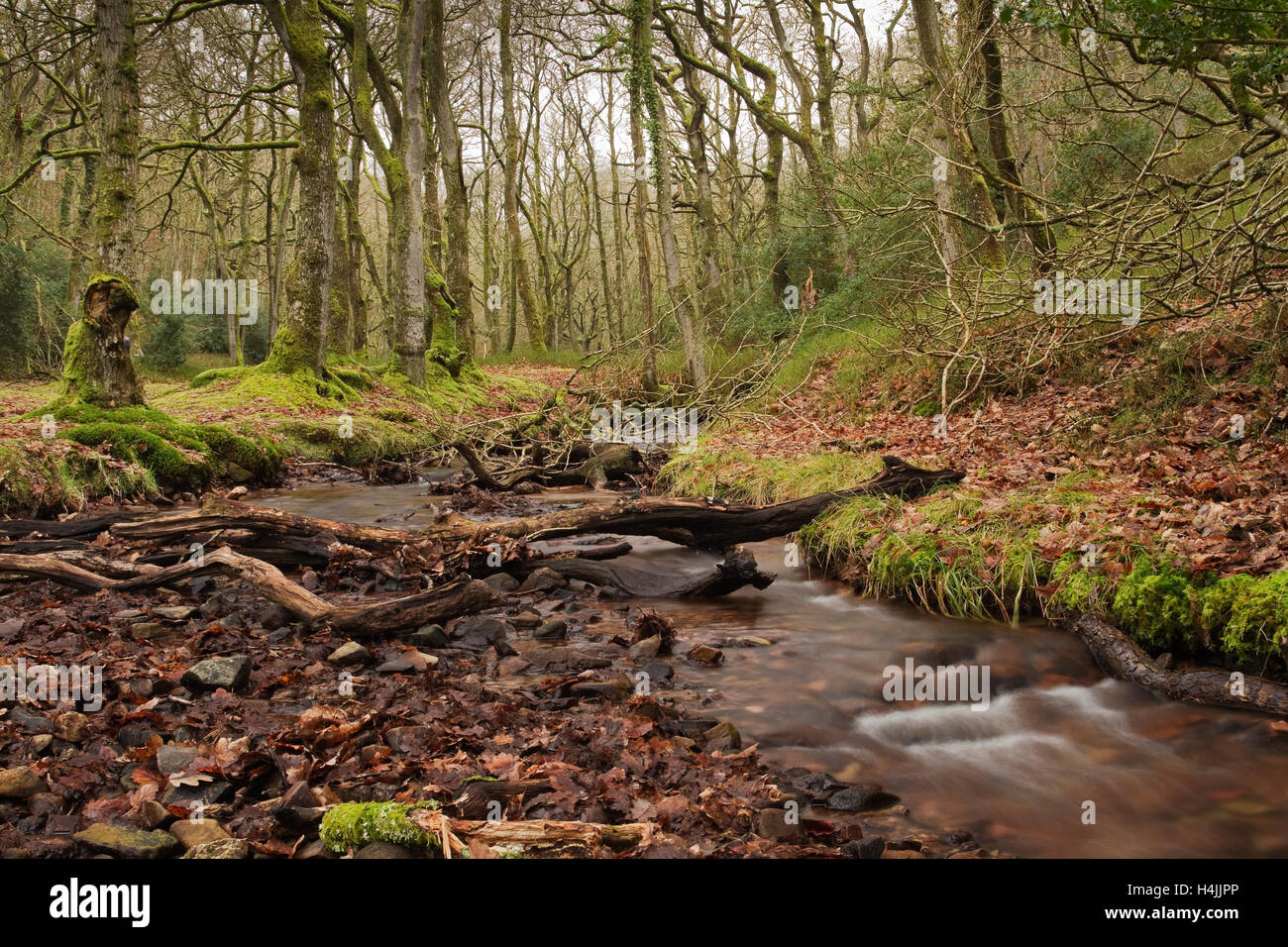 Tree-lined stream running through Holford Combe on the northern flanks of the Quantock Hills in Somerset, England Stock Photo