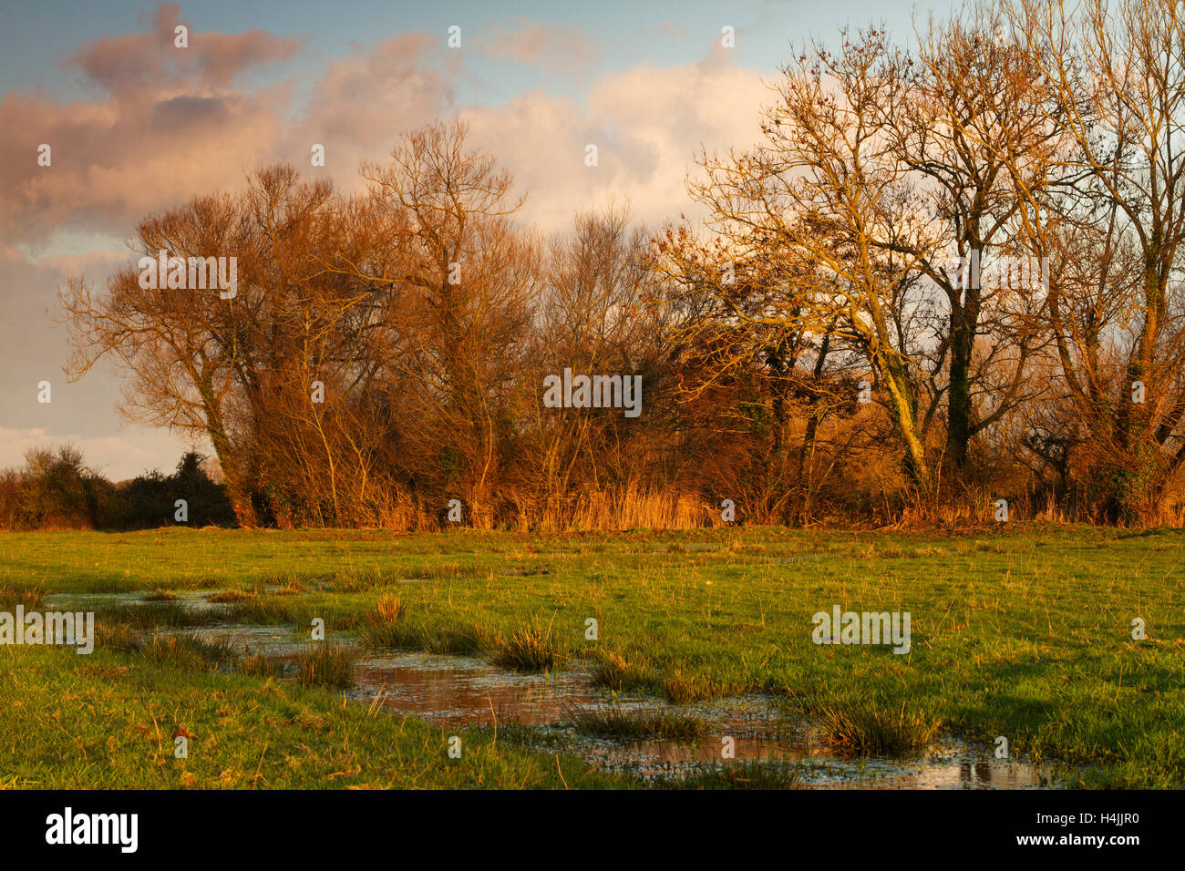 The Meads near Durleigh, Bridgwater, Somerset, England, United Kingdom, Europe Stock Photo