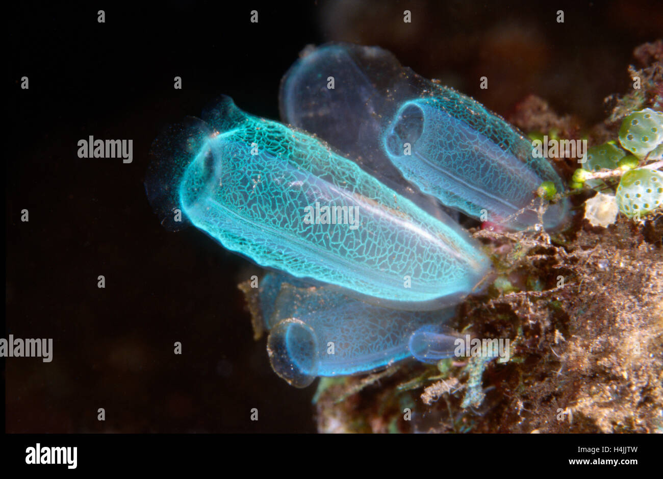 Sea squirts (Ascidiacea) Stock Photo