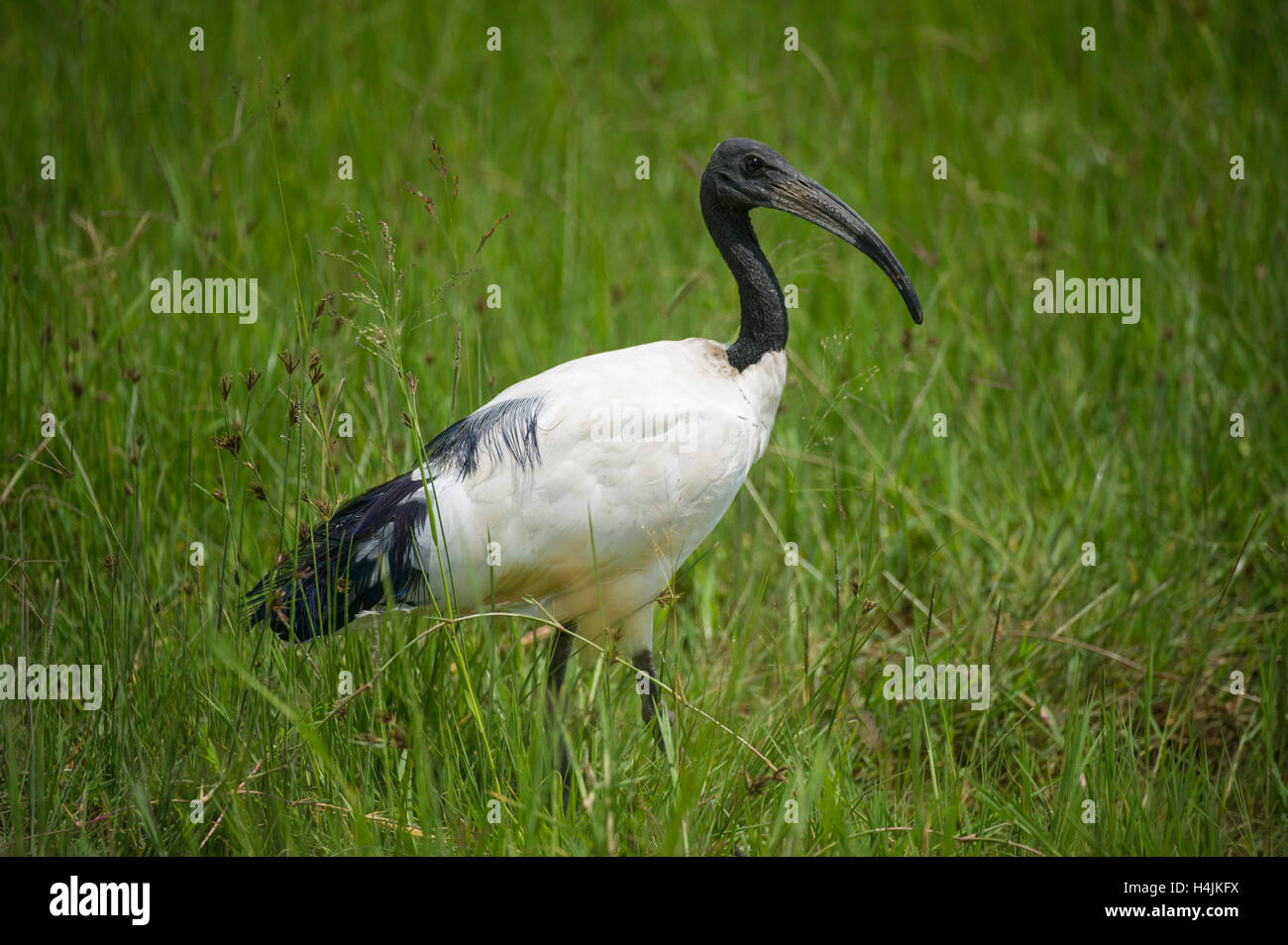 African sacred ibis (Threskiornis aethiopicus), Ngorongoro Crater, Tanzania Stock Photo