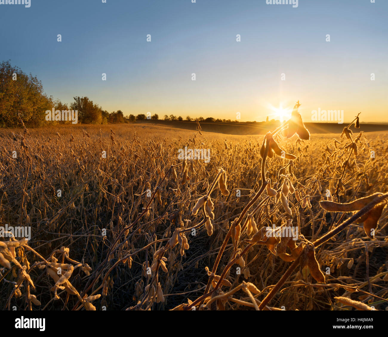 Soybean stubble hi-res stock photography and images - Alamy