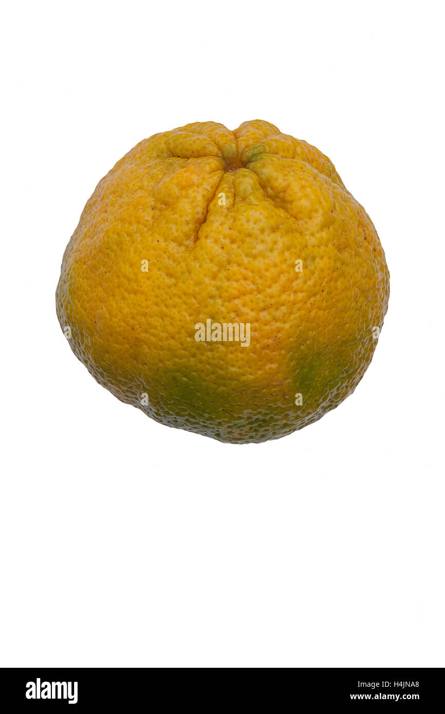 Ugli fruit hires stock photography and images Alamy