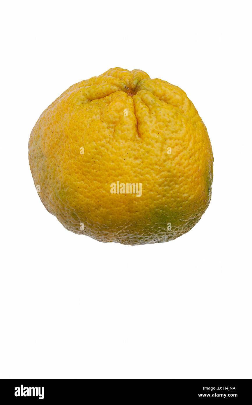 Ugli fruit plant hi-res stock photography and images - Alamy