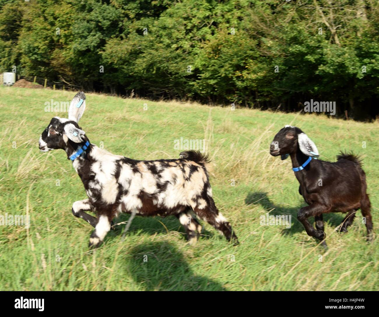 Goat running hires stock photography and images Alamy