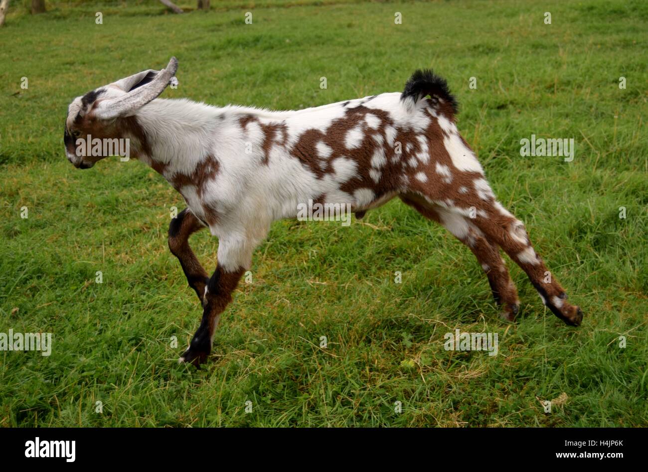 Anglo Nubian male goat kid running through our field Stock Photo Alamy