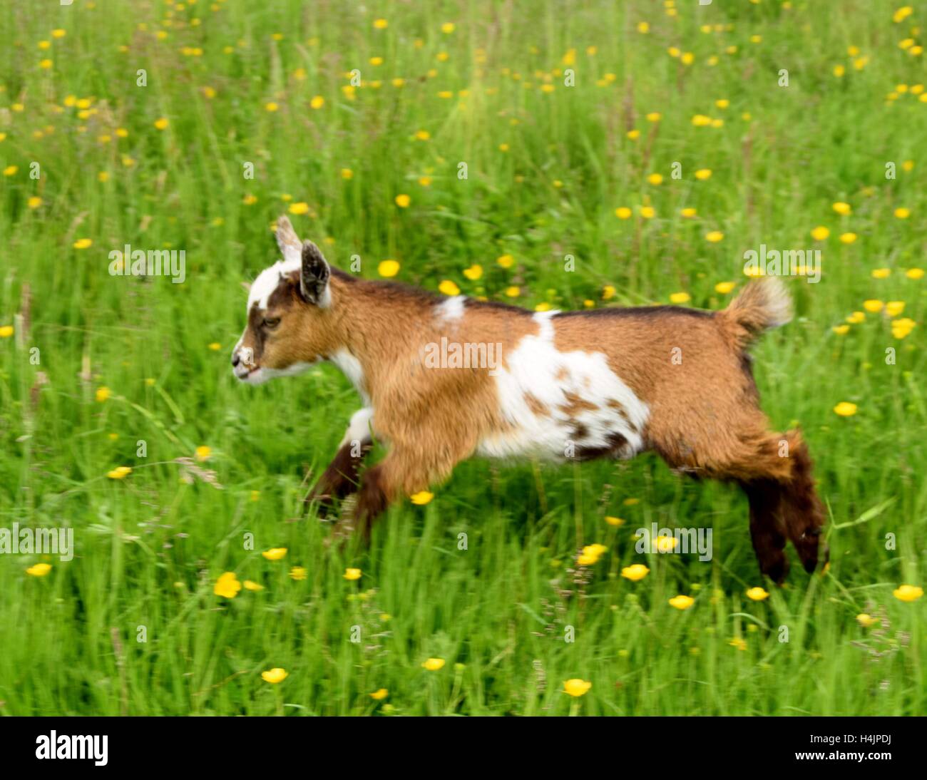Goat running hires stock photography and images Alamy