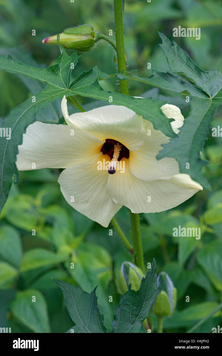 Aibika flower Stock Photo