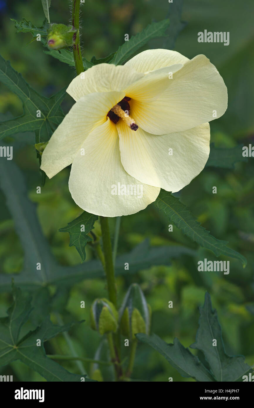 Aibika flower Stock Photo