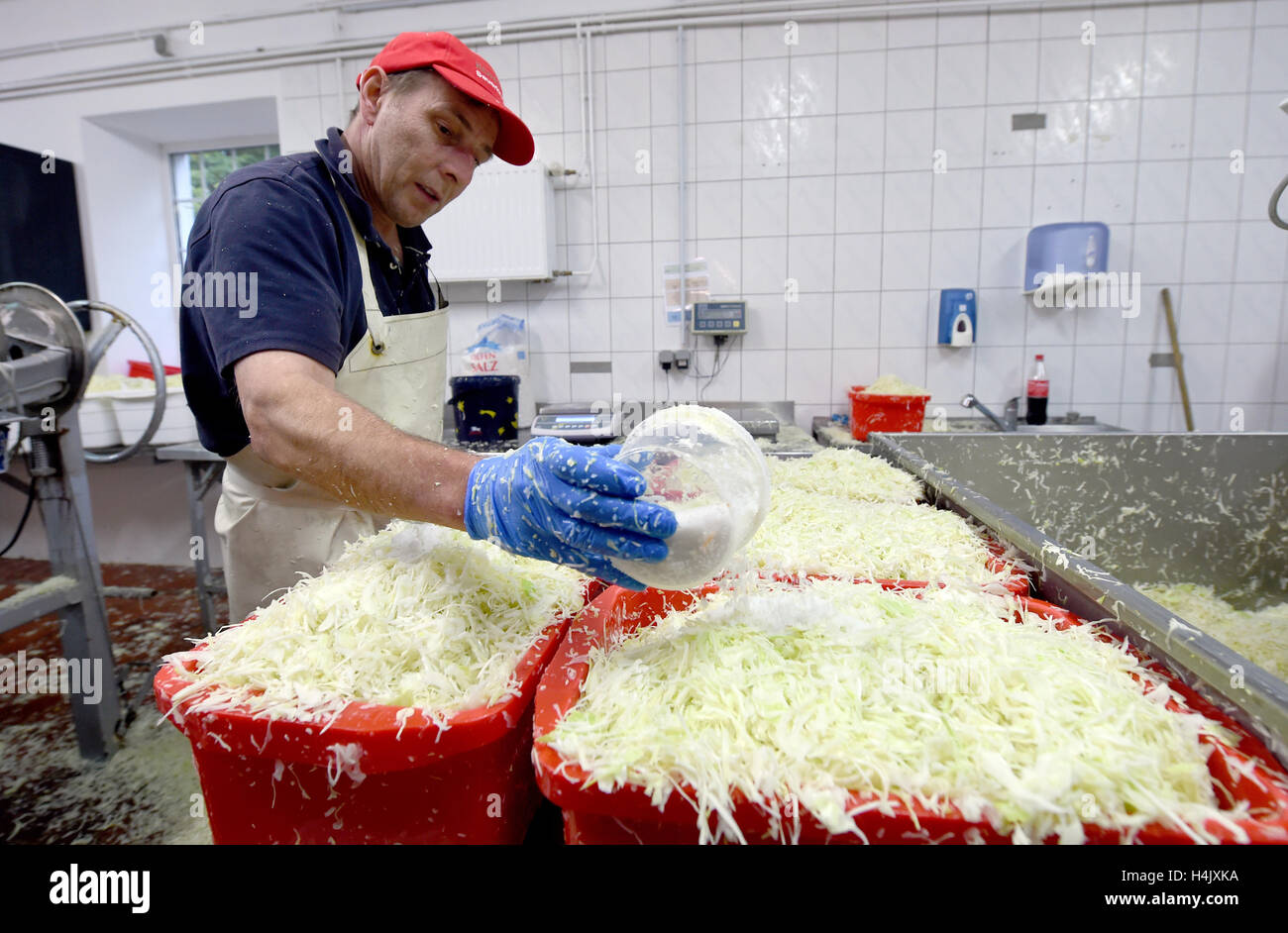Wesselburen, Germany. 14th Oct, 2016. Sauerkraut is made of cabbage by