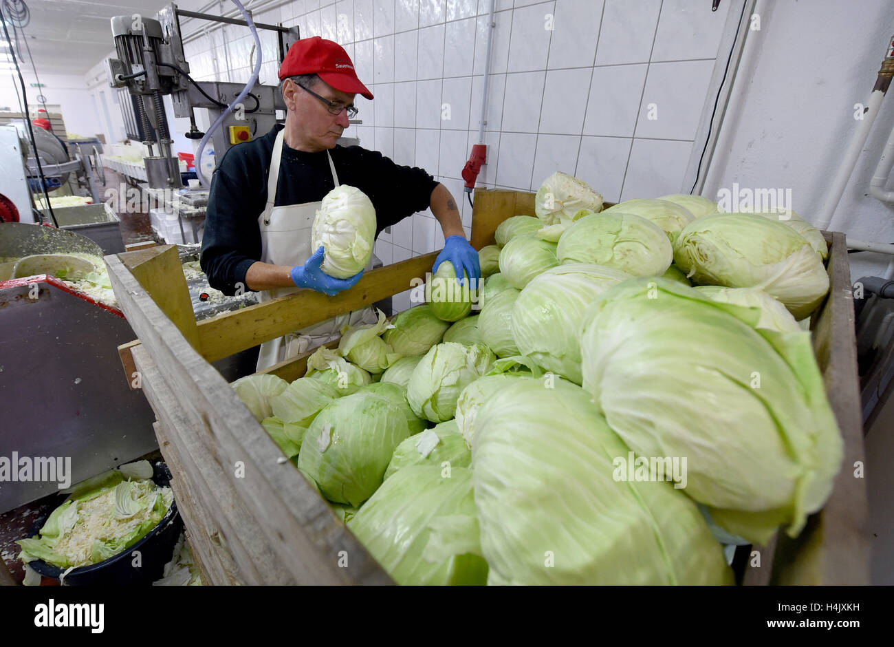 Wesselburen, Germany. 14th Oct, 2016. Sauerkraut is made of cabbage by
