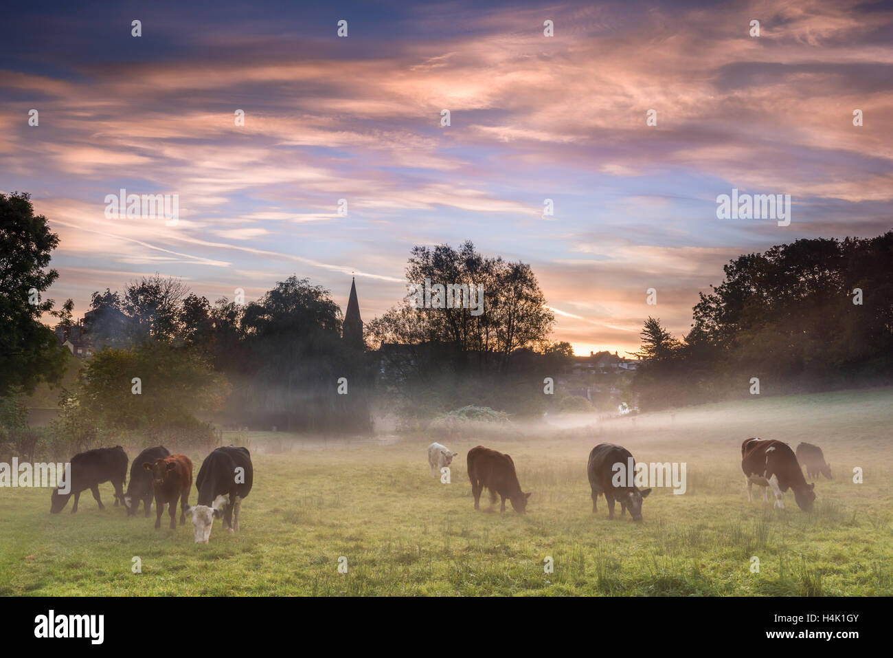 Malmesbury, UK. 17th Oct, 2016. UK Weather: After a cold night in the Wiltshire town of Malmesbury, mist rises as cows graze in the watermeadow at dawn. Credit:  Terry Mathews/Alamy Live News Stock Photo