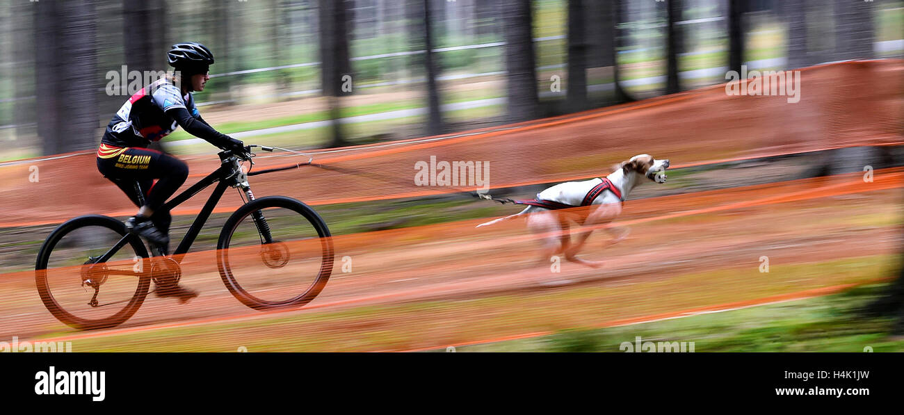 European Championship in Canicross, bikejoring and scooter, that takes