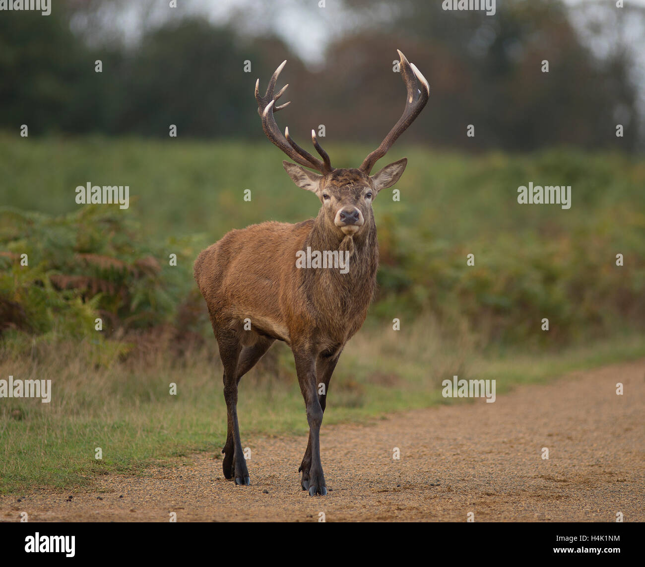 Richmond Park, SW London, UK. 17th October, 2016. Injured and limping red deer stag, a loser from a conflict in the annual rut. Credit:  Malcolm Park/Alamy Live News Stock Photo
