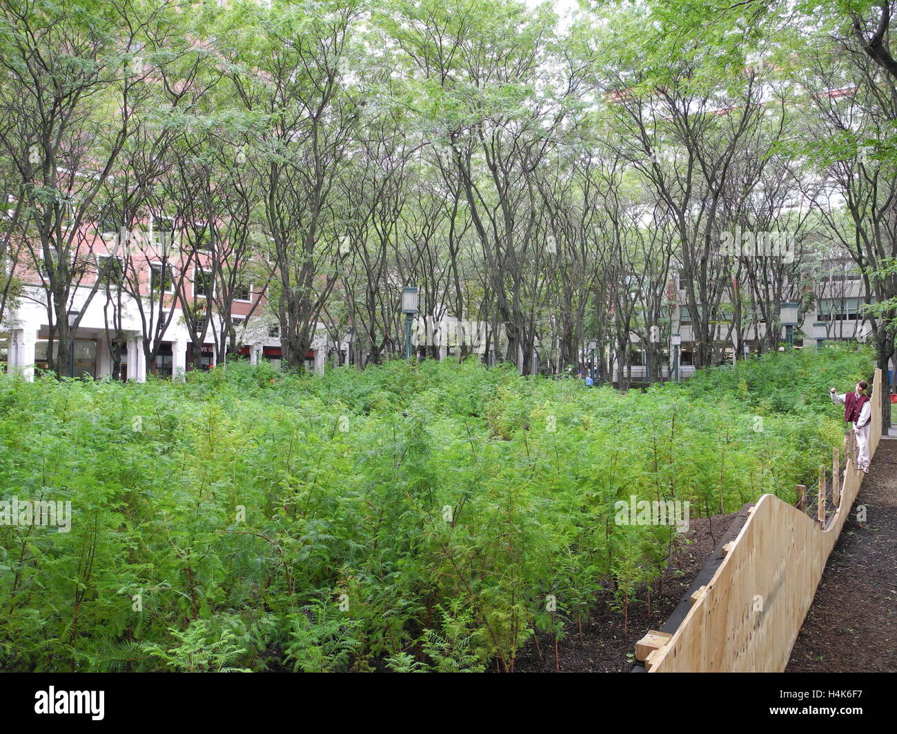 New York, US. 12th Oct, 2016. Redwood trees in miniature are part of the art project 'Lost man Creek' by artist Spencer Finch in the borough of Brooklyn in New York, US, 12 October 2016. In the middle of a busy shopping, residential and office area, artist Spencer Ginch has replicated the popular forest in miniature format. PHOTO: JOHANNES SCHMITT-TEGGE/dpa/Alamy Live News Stock Photo