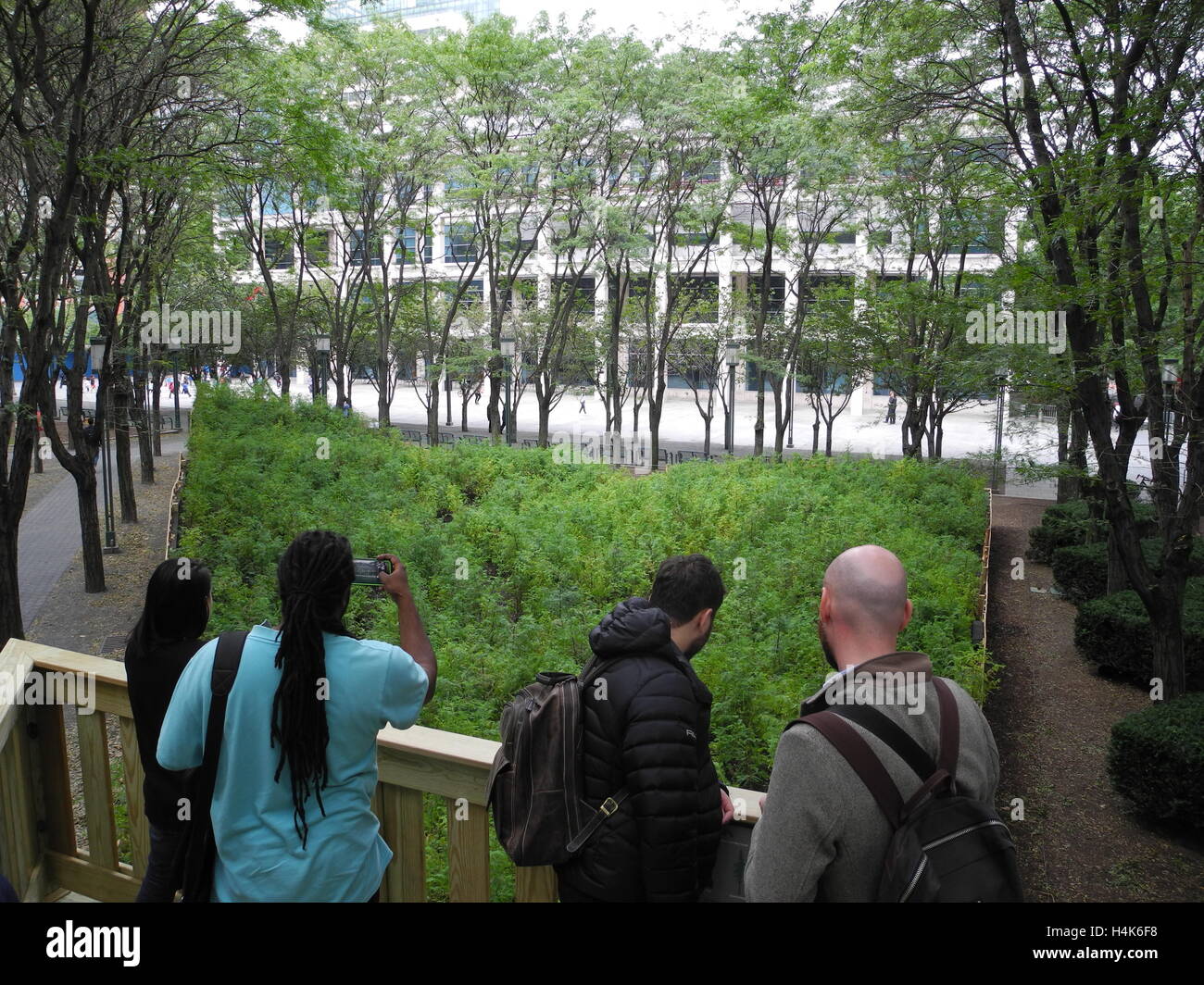 New York, US. 12th Oct, 2016. Visitors stand in front of redwood trees in miniature, which are are part of the art project 'Lost man Creek' by artist Spencer Finch, in the borough of Brooklyn in New York, US, 12 October 2016. In the middle of a busy shopping, residential and office area, artist Spencer Ginch has replicated the popular forest in miniature format. PHOTO: JOHANNES SCHMITT-TEGGE/dpa/Alamy Live News Stock Photo