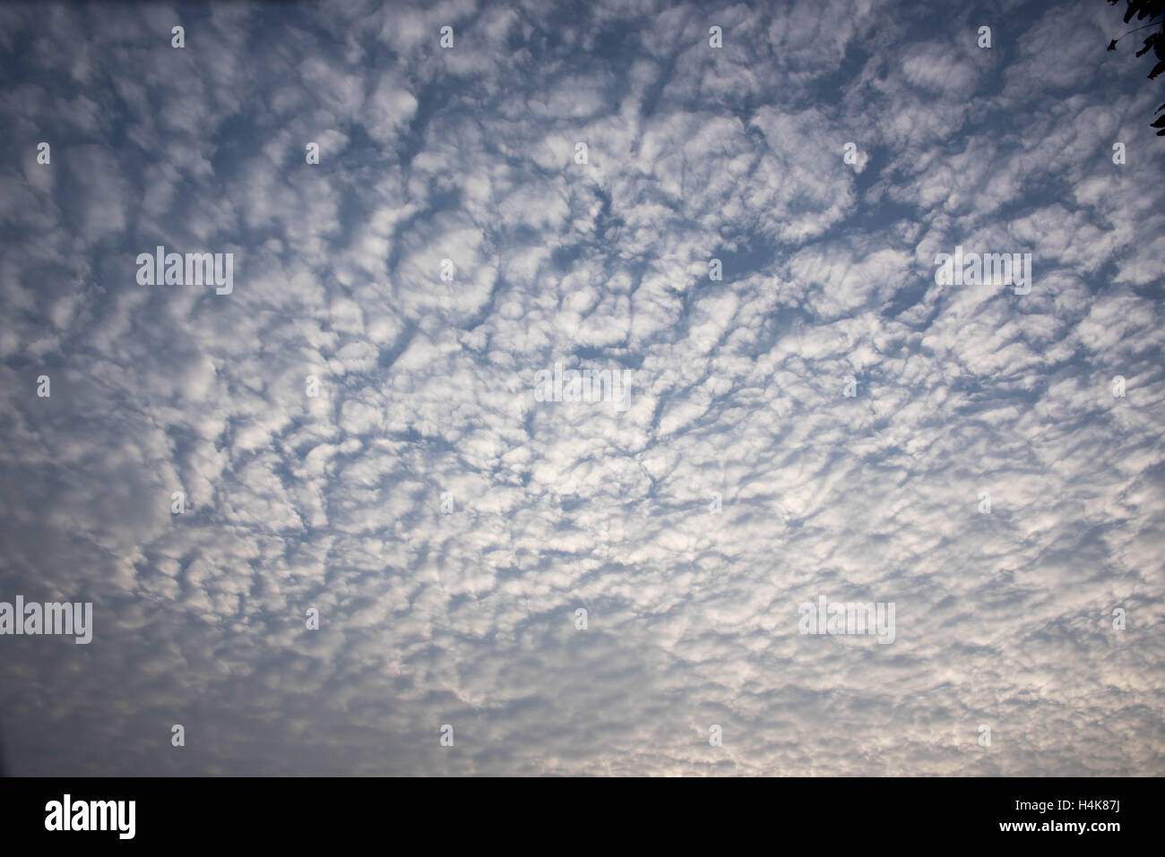 Sky similar to fish scales hi-res stock photography and images - Alamy