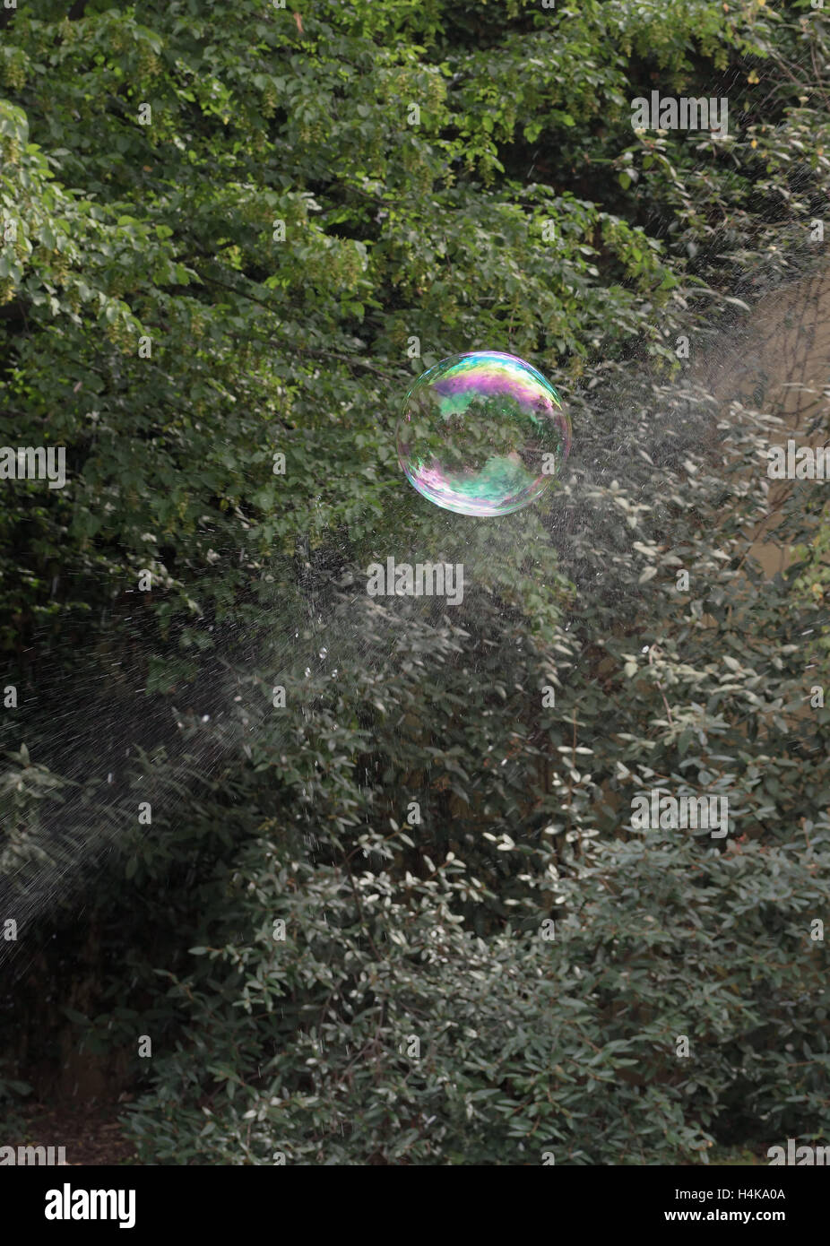 Soap Bubble and water drops splash in front of the forest Stock Photo ...