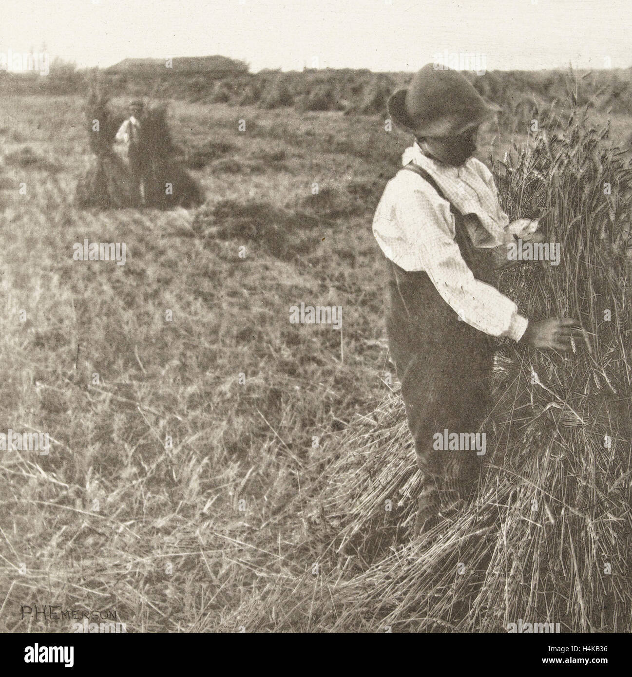 Sheaves Of Wheat High Resolution Stock Photography and Images Alamy