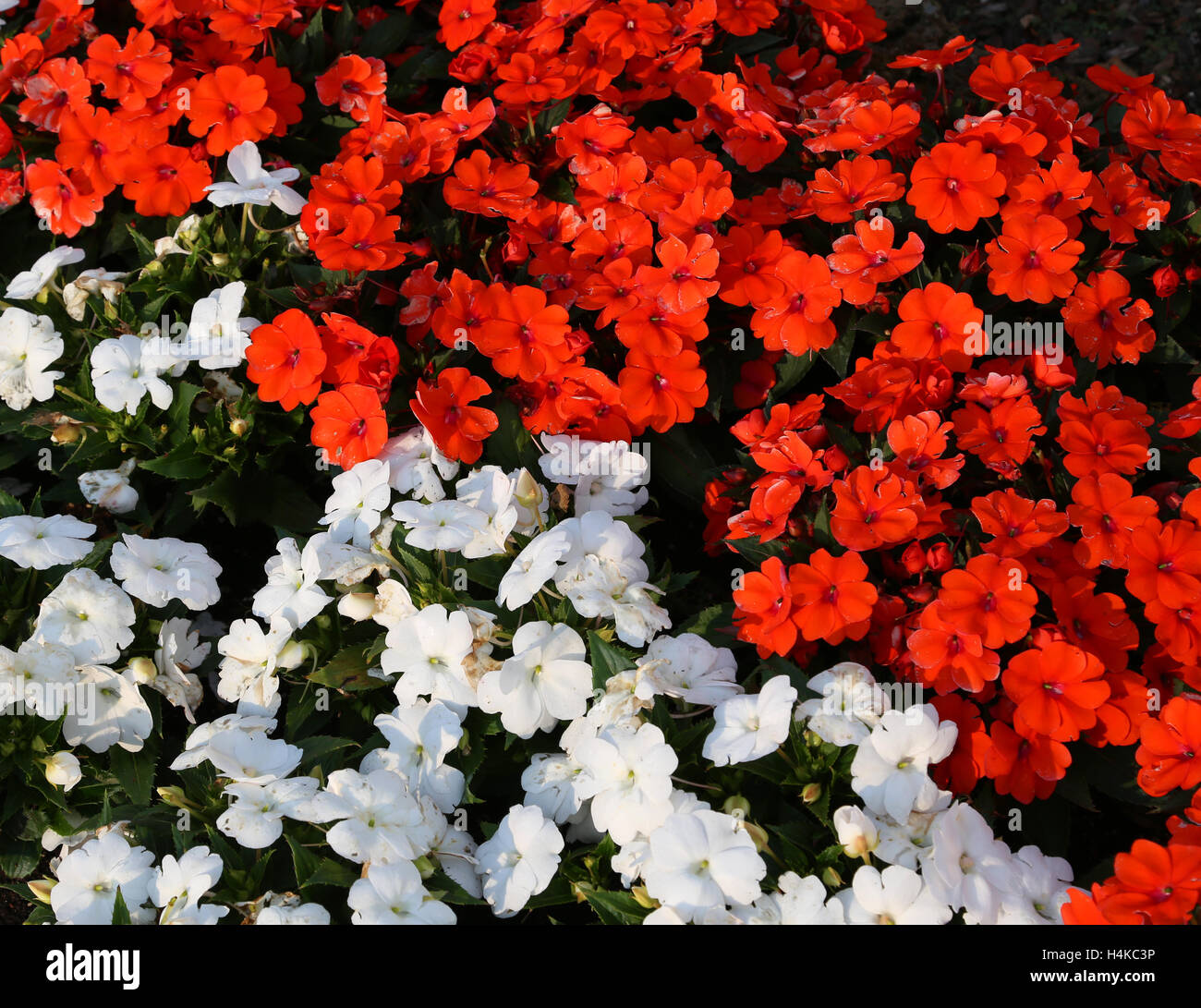 background of red and white impatiens flowers in the flowerbed Stock Photo
