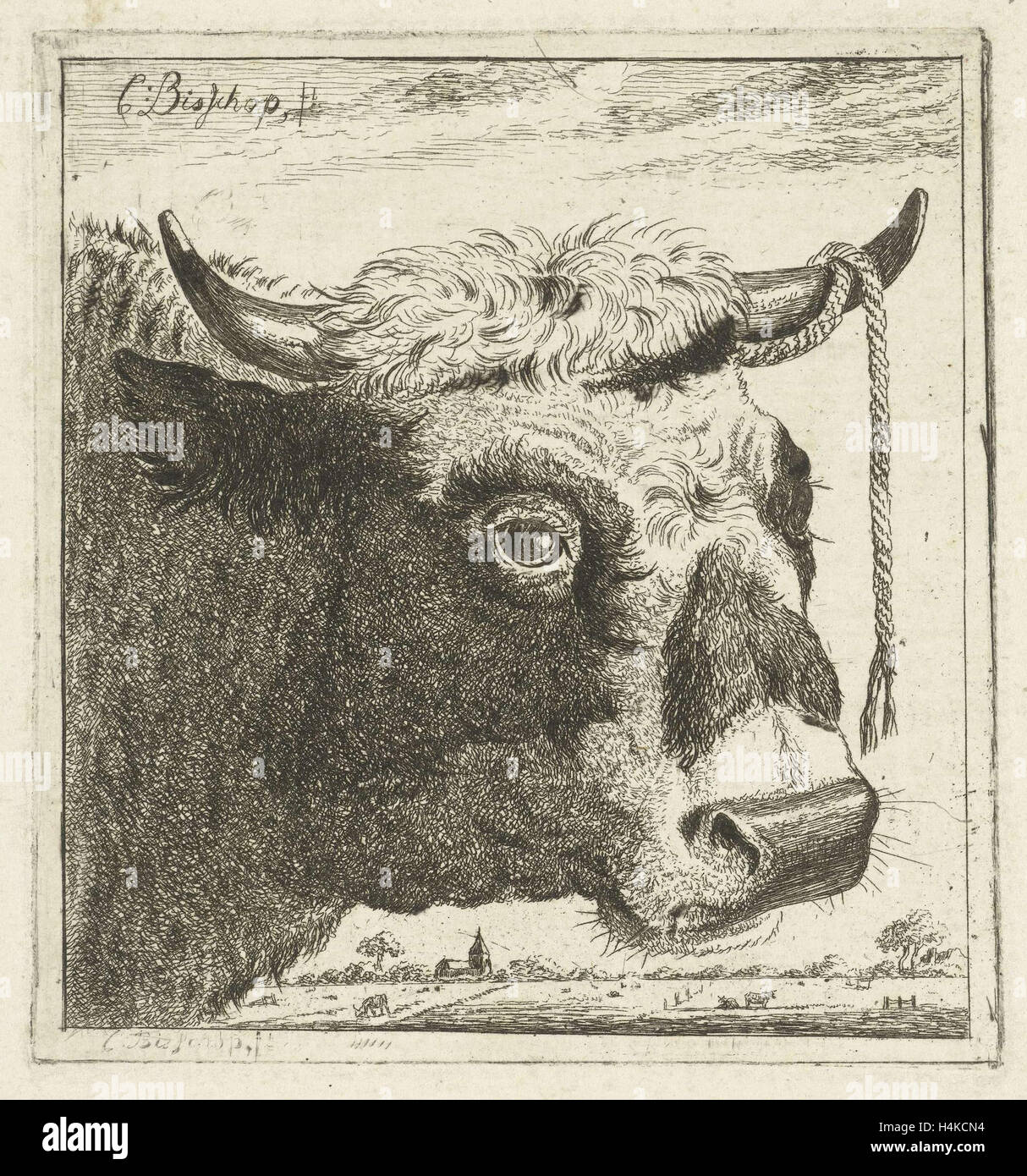 Cup bull rope hear, print maker: Cornelis Bisschop, 1640 - 1674 Stock ...
