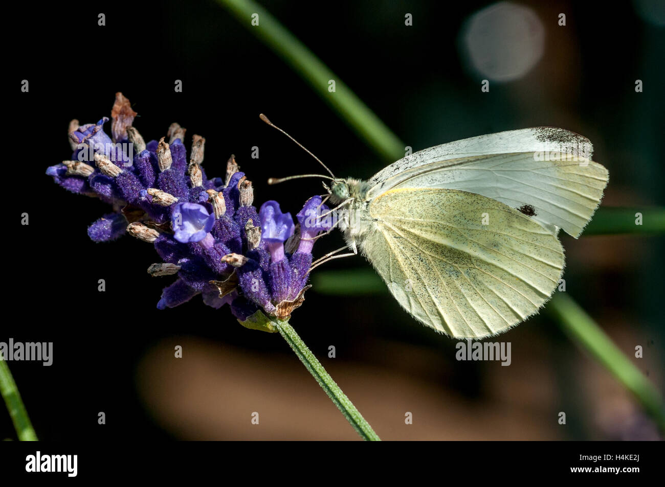 A cabbage white butterfly in a prize-winning garden near Southampton Stock Photo