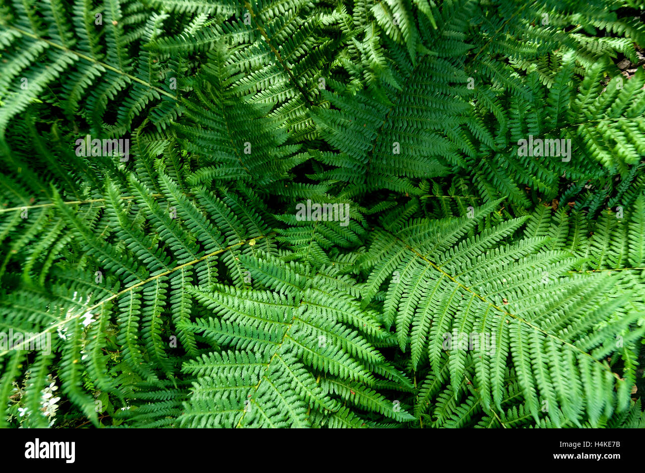 Ferns in a prize-winning garden near Southampton Stock Photo