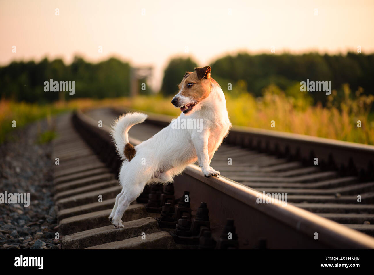 Dog walking on railway at sunset Stock Photo