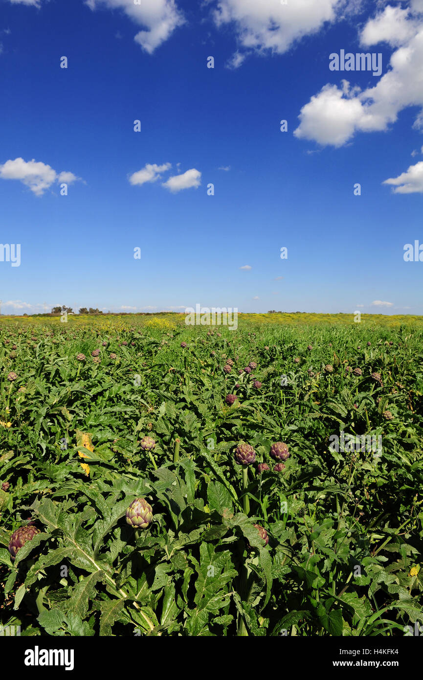 A soon-to-be-harvested field of Roman artichokes in Ladispoli, Latium, Italy Stock Photo