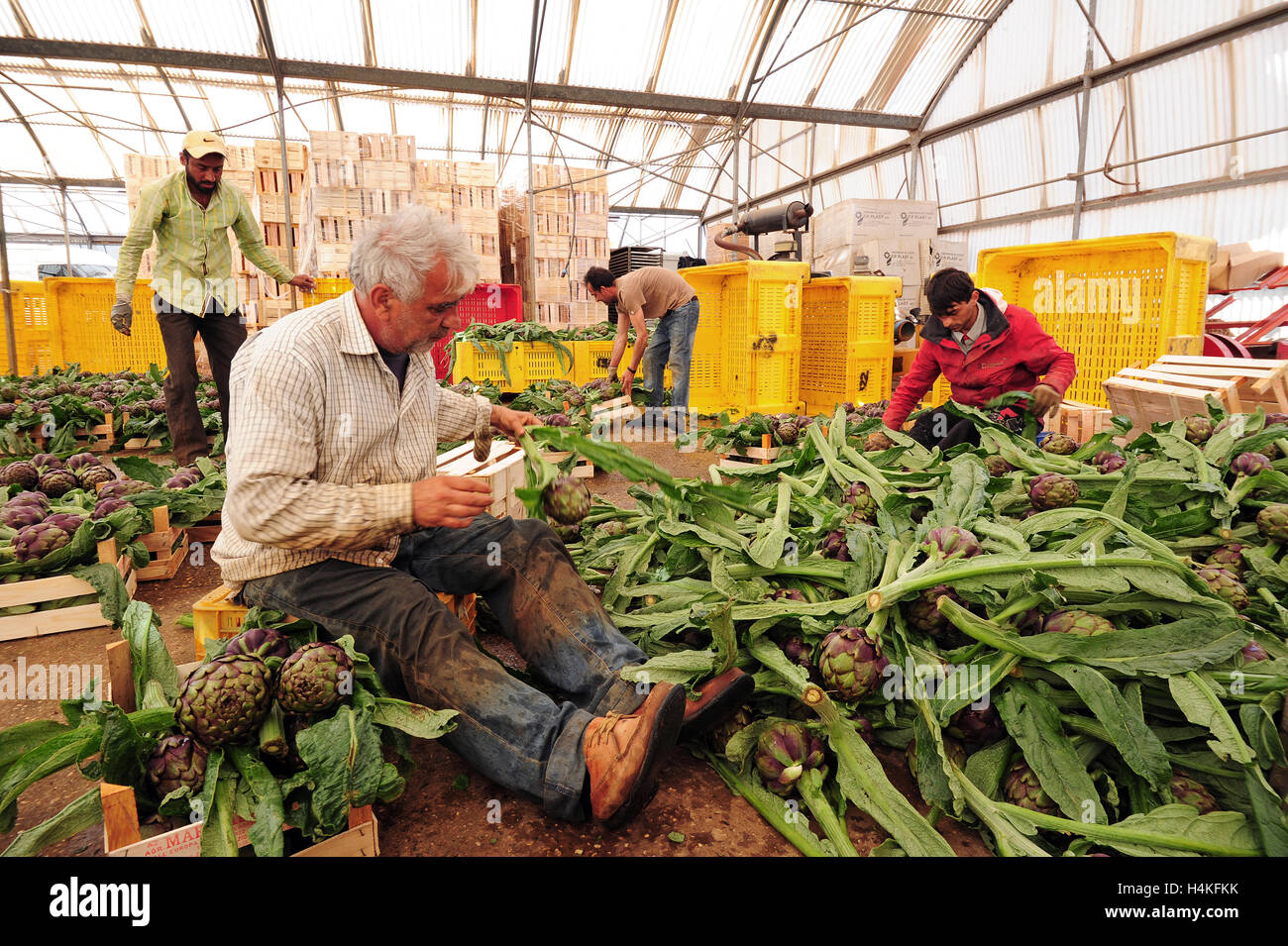Workers prepare Roman artichokes for packing and shipping at a processing facility in Ladispoli, Italy. Stock Photo