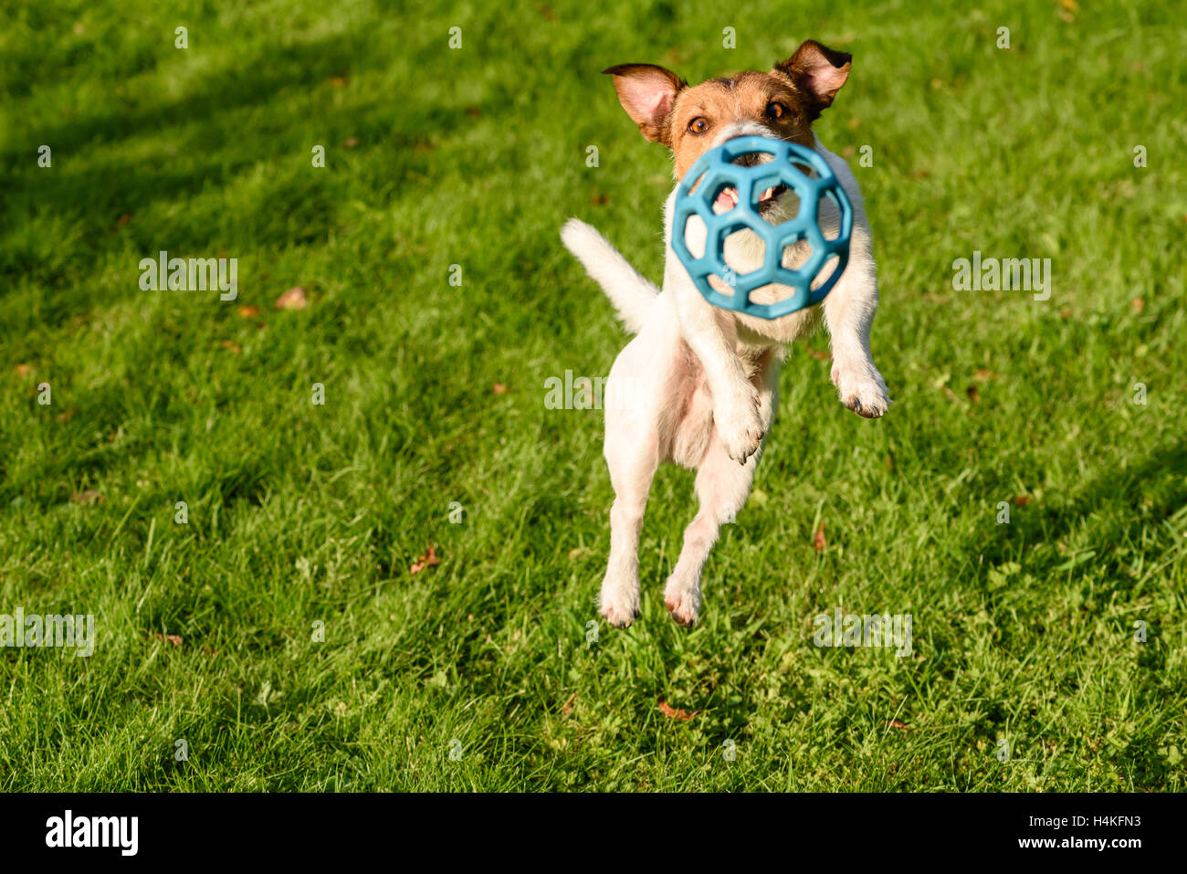 jumping ball for dog